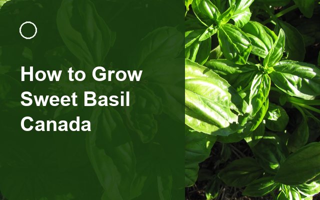 How to Grow Sweet Basil Canada | Care, Pests & Disease Control guide thumbnail
