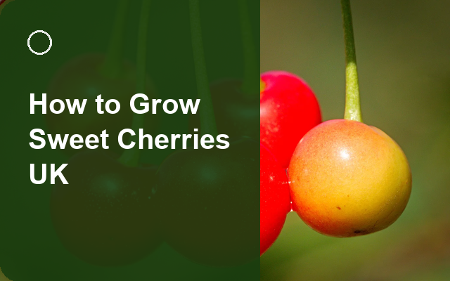 How to Grow Sweet Cherries UK | Regional Planting Calendar guide thumbnail
