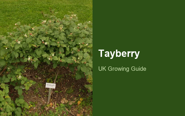 How to Grow Tayberries | Care, Pests & Disease Control guide thumbnail