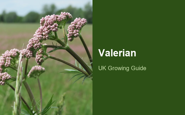 How to Grow Valerians Canada | Planting & Establishment guide thumbnail