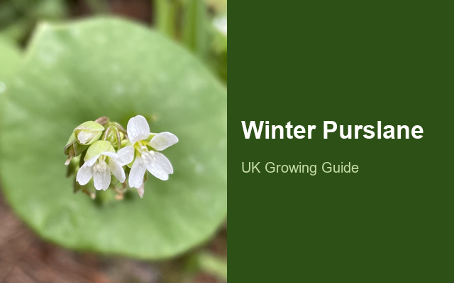 How to Grow Winter Purslane (Miner's Lettuce) | Complete Growing Guide guide thumbnail