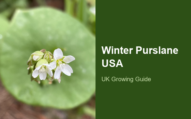 How to Grow Winter Purslane (Miner's Lettuce) USA | Complete Growing Guide guide thumbnail