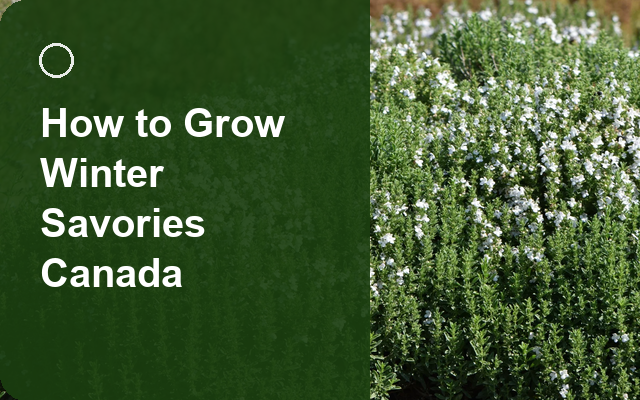 How to Grow Winter Savories Canada | Planting & Establishment guide thumbnail