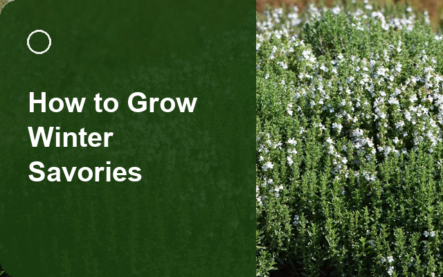 How to Grow Winter Savories | Planting & Establishment guide thumbnail