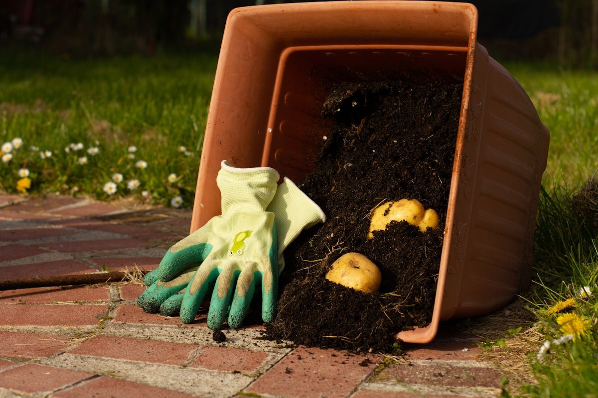 Brightening Your Garden this Christmas: Transforming Outdoor Decor with LED Inflatable Dolls Using Top Modern Gardening Gadgets and Tools - soilcommander