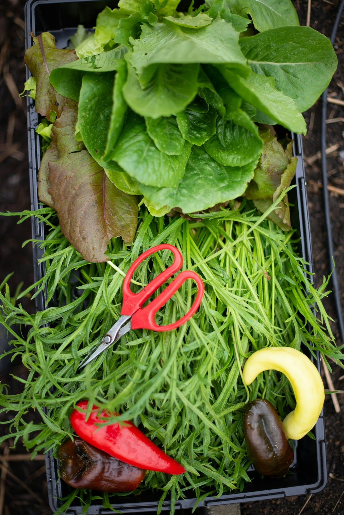 Discover How Wireless Solar Security Cameras Enhance Your Gardening Experience with Modern Gadgets for Soil Commander and Vegetable Gardening Tools Review - soilcommander
