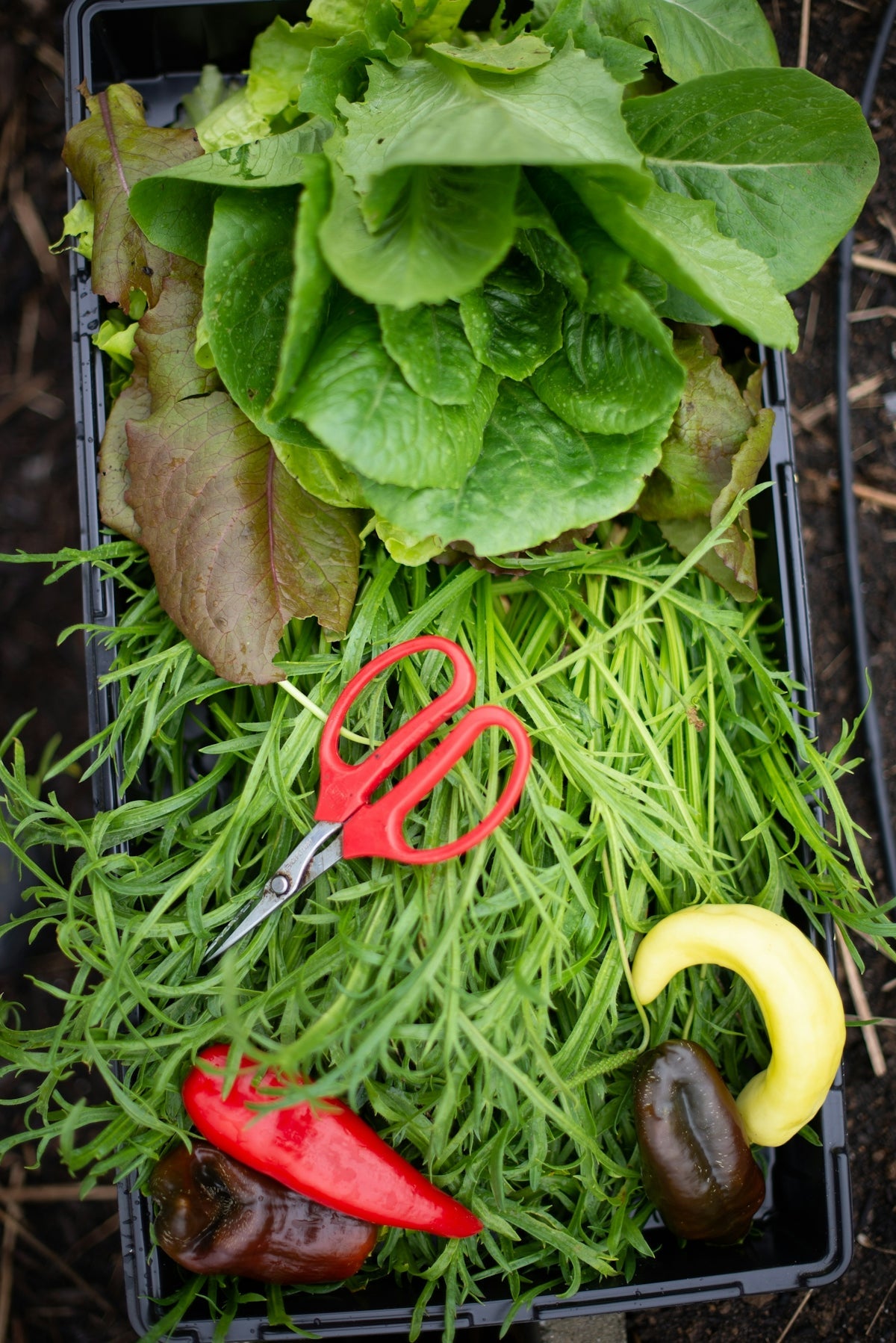 Discover How Wireless Solar Security Cameras Enhance Your Gardening Experience with Modern Gadgets for Soil Commander and Vegetable Gardening Tools Review - soilcommander