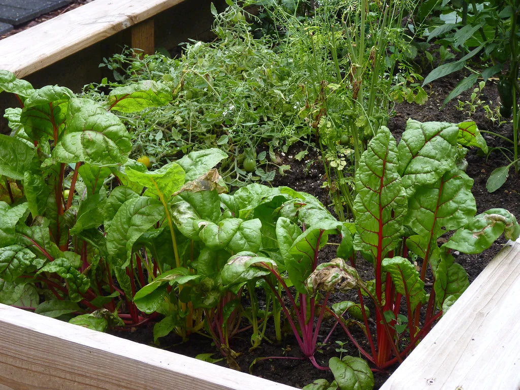 Raised wooden vegetable garden bed with chard and tomatoes