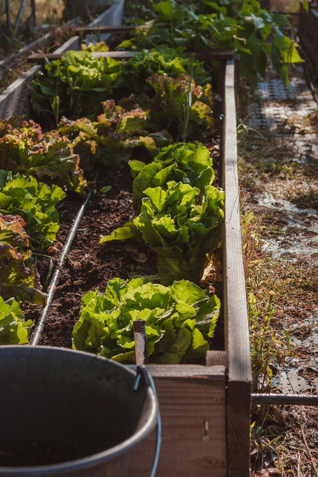 SoilCommander UK Vegetable Garden Planner Tips - SoilCommander
