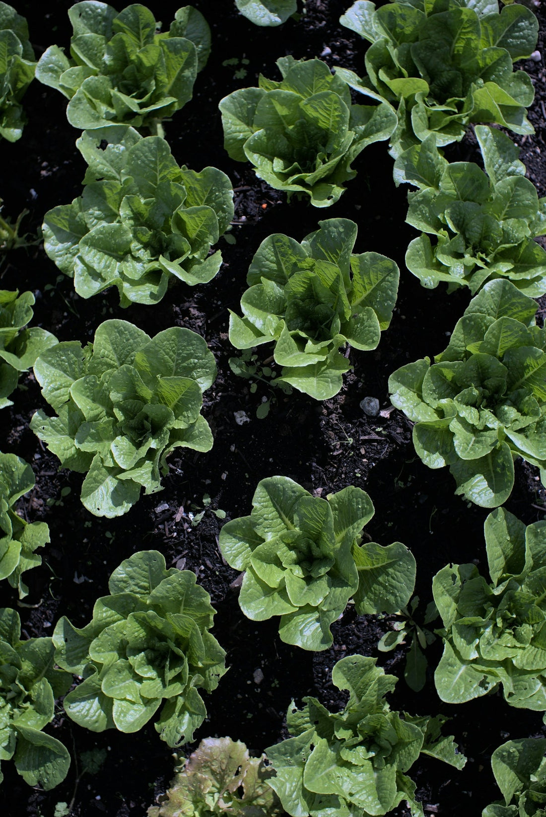 Transform Your Garden with Printable Vegetable Growing Guide UK and SoilCommander UK's Regenerative Soil Health Tips - soilcommander