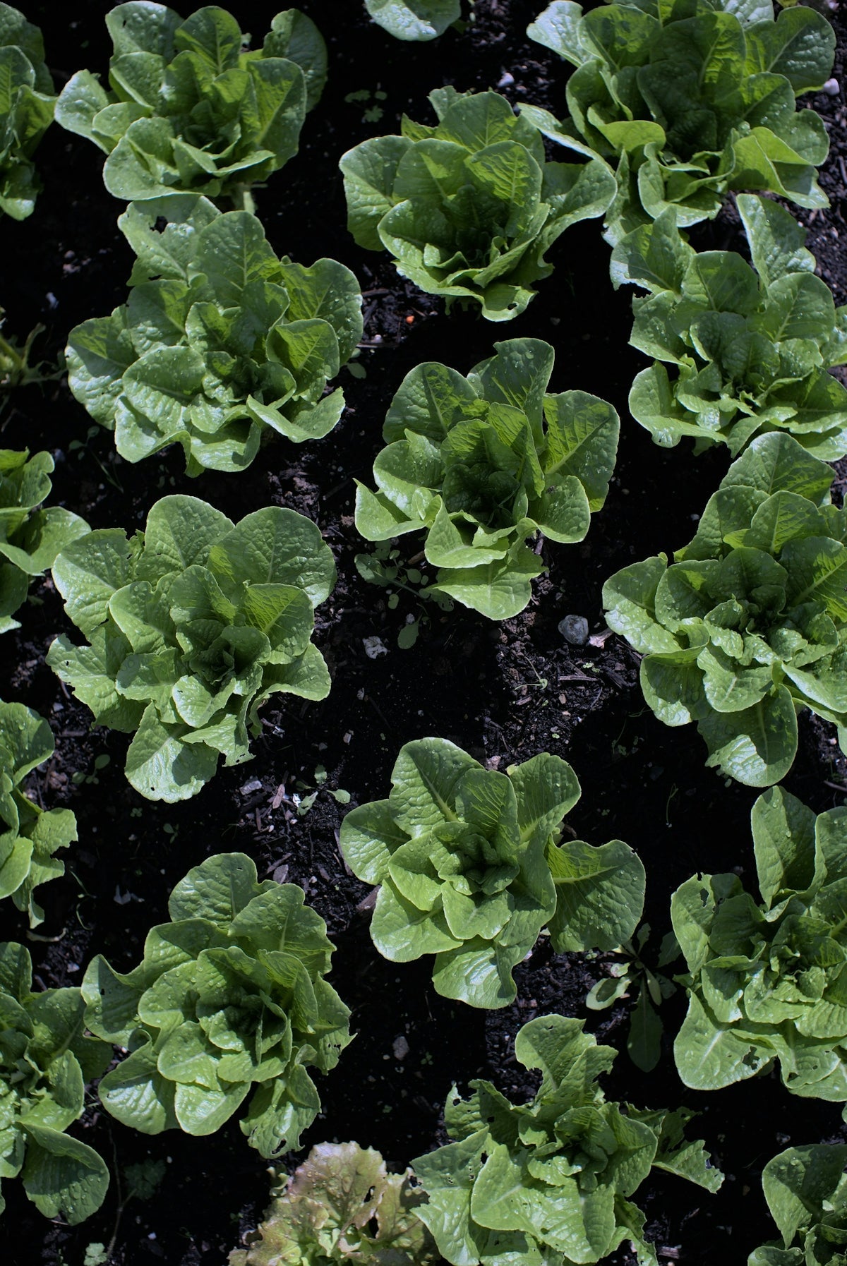 Transform Your Garden with Printable Vegetable Growing Guide UK and SoilCommander UK's Regenerative Soil Health Tips - soilcommander