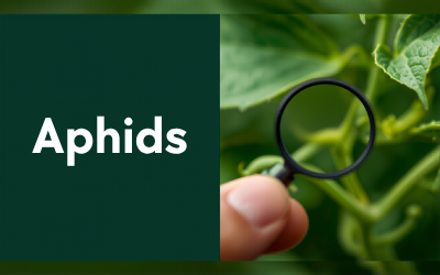 Aphids guide thumbnail