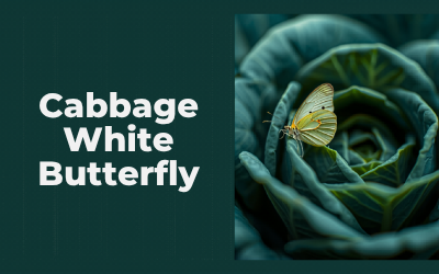Cabbage White Butterfly guide thumbnail