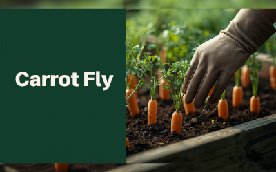 Carrot Fly guide thumbnail
