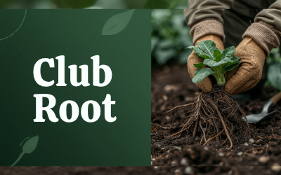 Club Root guide thumbnail