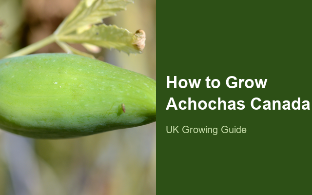 How to Grow Achochas Canada | Planting & Establishment guide thumbnail