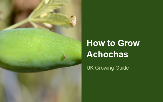How to Grow Achochas | Planting & Establishment guide thumbnail