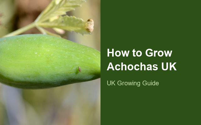 How to Grow Achochas UK | Regional Planting Calendar guide thumbnail