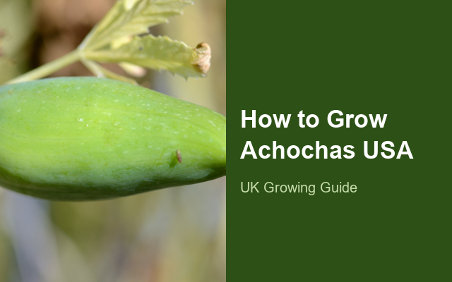 How to Grow Achochas USA | Planting & Establishment guide thumbnail