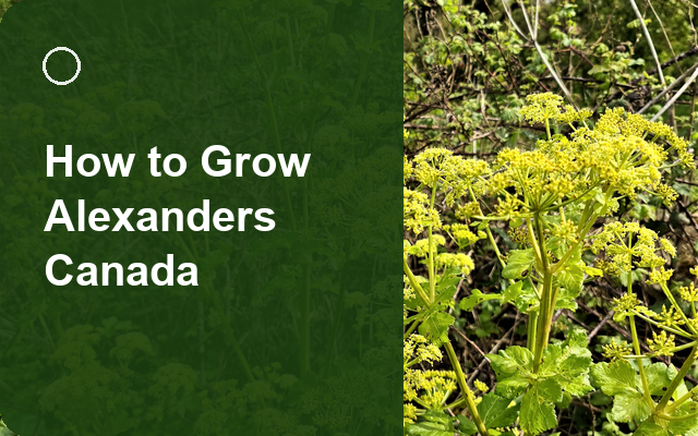 How to Grow Alexanders Canada | Complete Growing Guide guide thumbnail