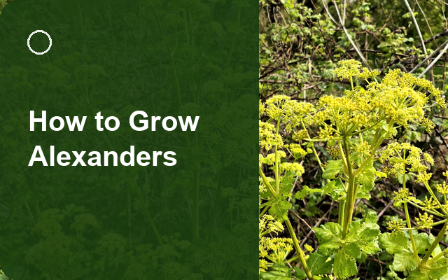 How to Grow Alexanders | Complete Growing Guide guide thumbnail