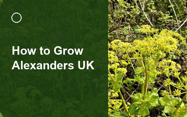 How to Grow Alexanders UK | Regional Planting Calendar guide thumbnail