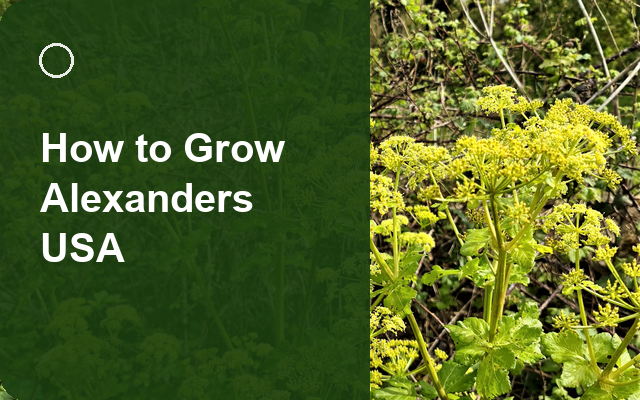 How to Grow Alexanders USA | Complete Growing Guide guide thumbnail