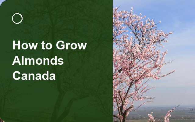 How to Grow Almonds Canada | Care, Pests & Disease Control guide thumbnail