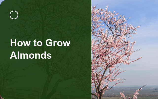 How to Grow Almonds | Care, Pests & Disease Control guide thumbnail