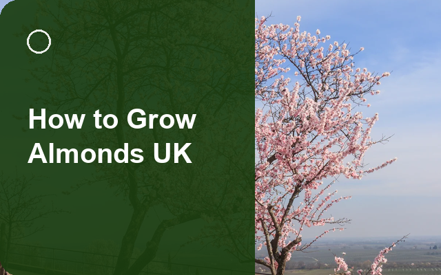 How to Grow Almonds UK | Regional Planting Calendar guide thumbnail