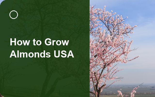 How to Grow Almonds USA | Care, Pests & Disease Control guide thumbnail