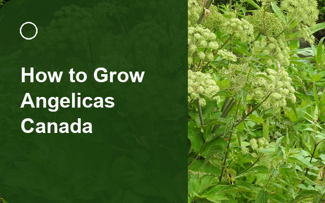How to Grow Angelicas Canada | Planting & Establishment guide thumbnail