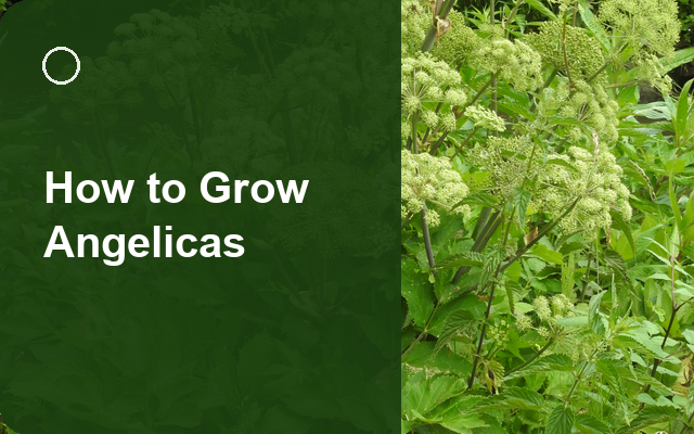 How to Grow Angelicas | Planting & Establishment guide thumbnail