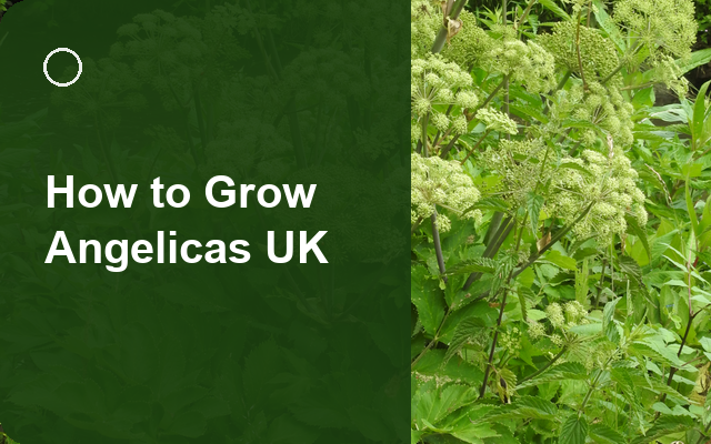 How to Grow Angelicas UK | Regional Planting Calendar guide thumbnail