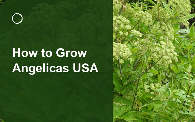 How to Grow Angelicas USA | Planting & Establishment guide thumbnail