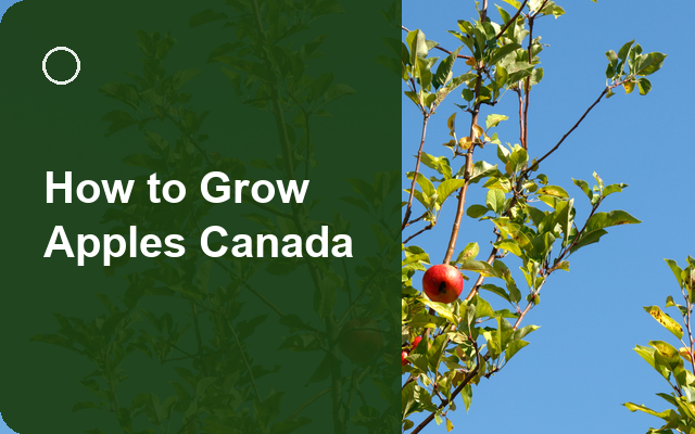 How to Grow Apples Canada | Care, Pests & Disease Control guide thumbnail