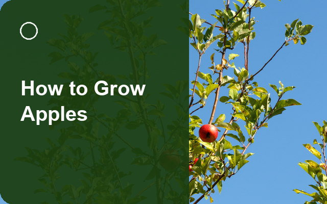 How to Grow Apples | Care, Pests & Disease Control guide thumbnail