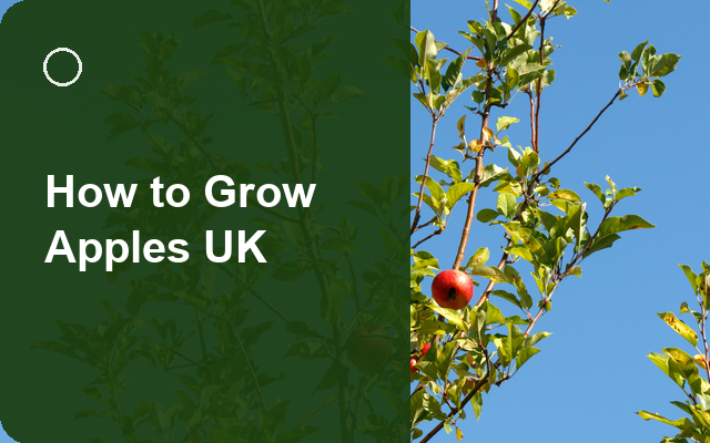 How to Grow Apples UK | Regional Planting Calendar guide thumbnail