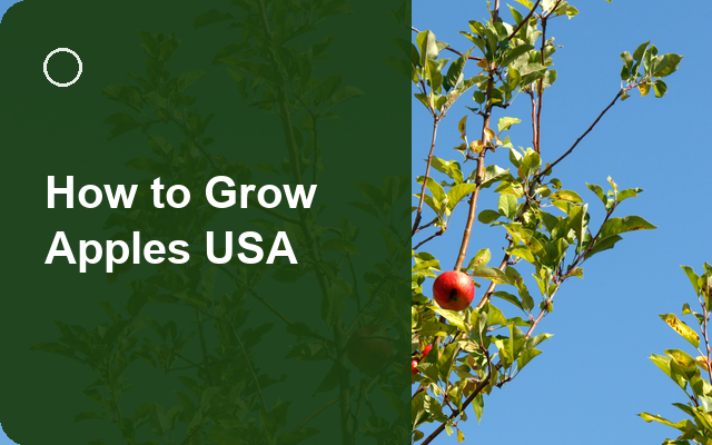 How to Grow Apples USA | Care, Pests & Disease Control guide thumbnail