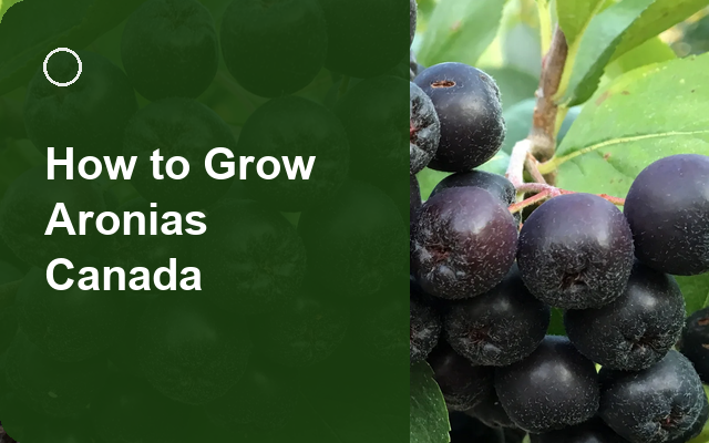 How to Grow Aronias Canada | Care, Pests & Disease Control guide thumbnail