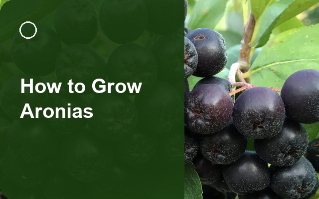 How to Grow Aronias | Care, Pests & Disease Control guide thumbnail