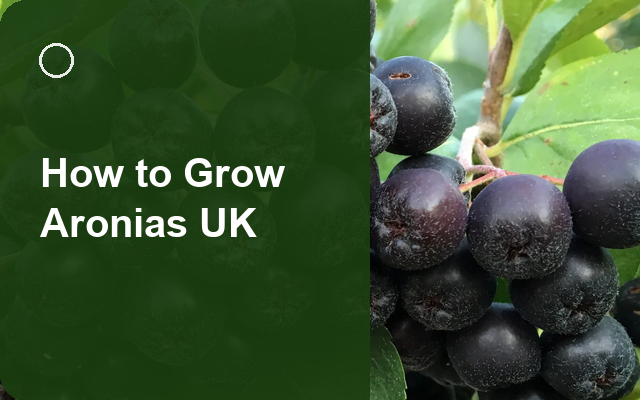 How to Grow Aronias UK | Regional Planting Calendar guide thumbnail