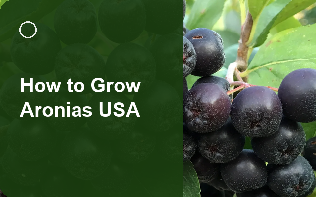 How to Grow Aronias USA | Care, Pests & Disease Control guide thumbnail