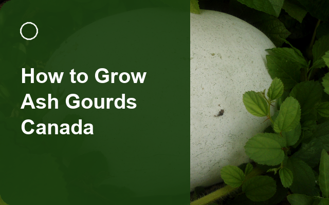 How to Grow Ash Gourds Canada | Care, Pests & Disease Control guide thumbnail