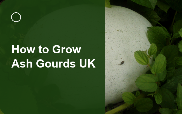 How to Grow Ash Gourds UK | Sowing, Protection & Harvest guide thumbnail