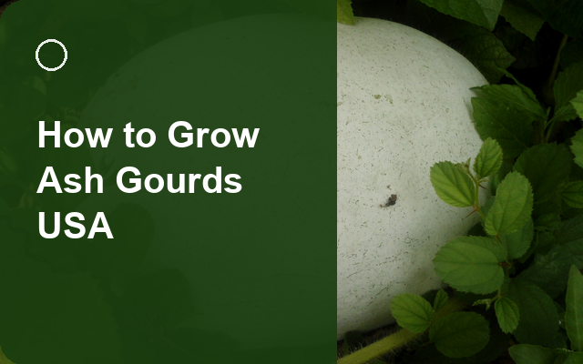 How to Grow Ash Gourds USA | Care, Pests & Disease Control guide thumbnail