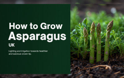 Asparagus guide thumbnail