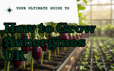 Aubergines guide thumbnail