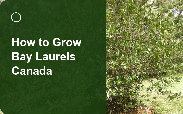 How to Grow Bay Laurels Canada | Complete Growing Guide guide thumbnail