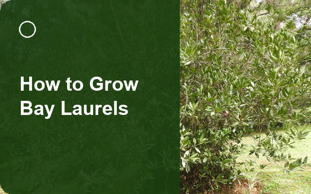How to Grow Bay Laurels | Complete Growing Guide guide thumbnail